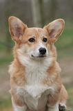CORGI PEMBROKE 1471
